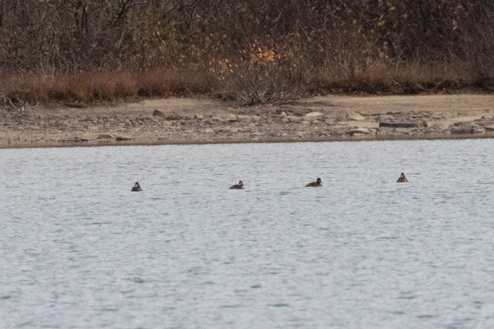 Greater Scaup - ML609989974