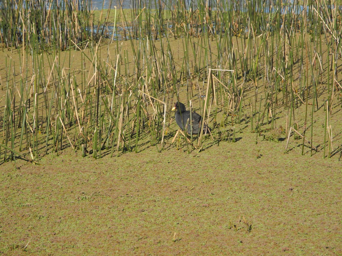 Red-fronted Coot - ML609989981