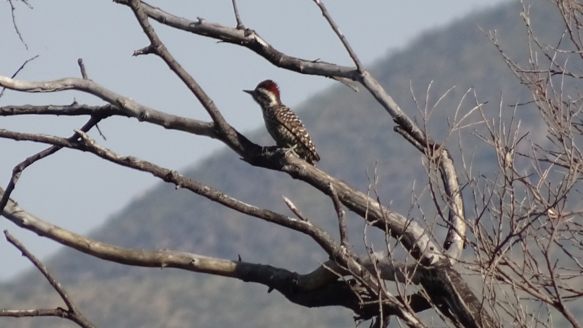 Striped Woodpecker - ML609990128
