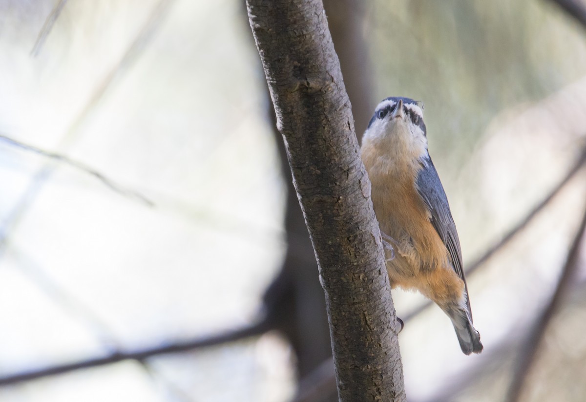 Red-breasted Nuthatch - ML609990593