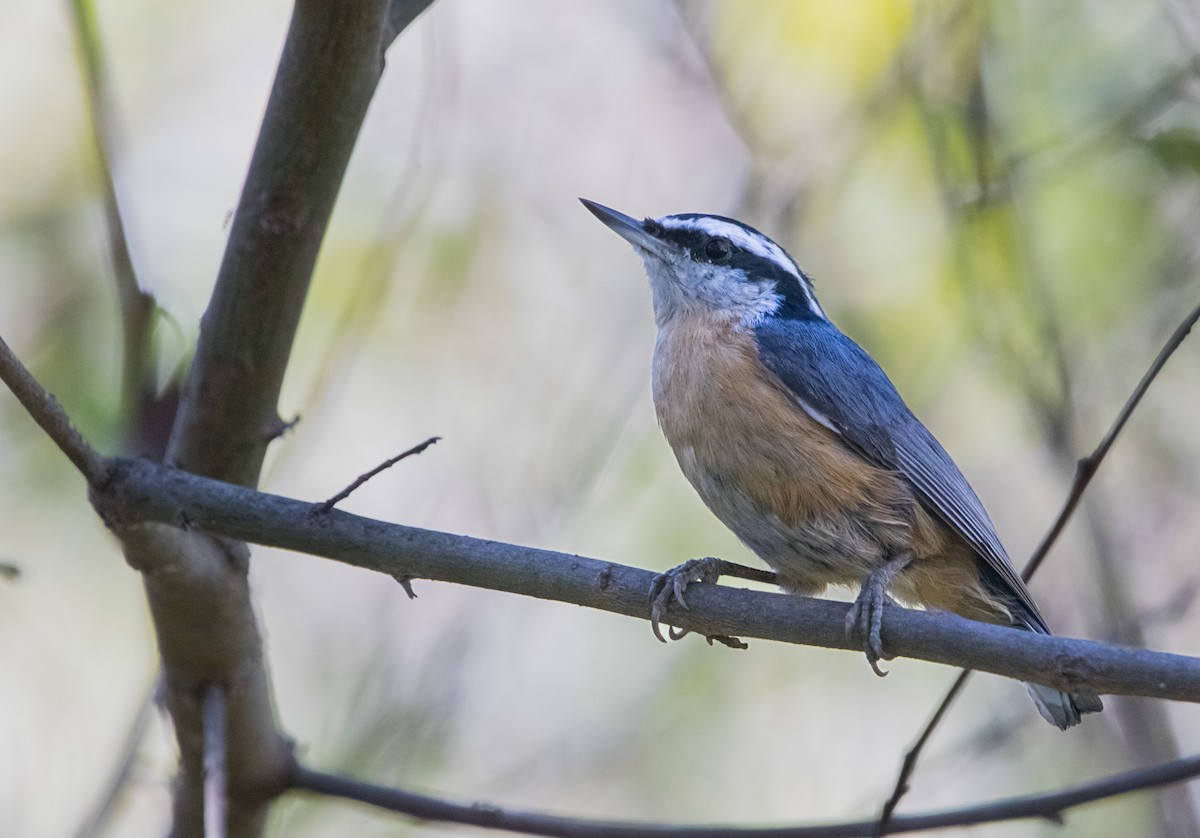 Red-breasted Nuthatch - ML609990595