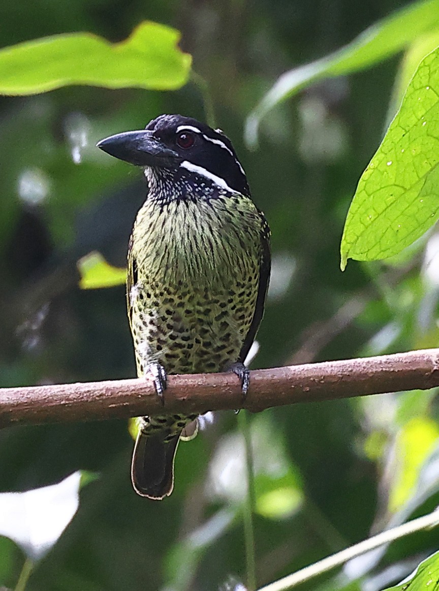 Hairy-breasted Barbet - ML609991279