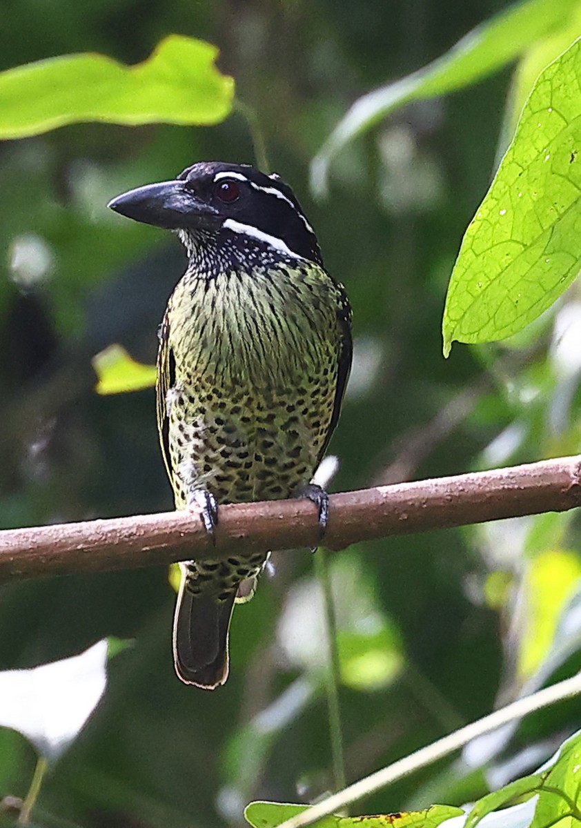 Hairy-breasted Barbet - ML609991309