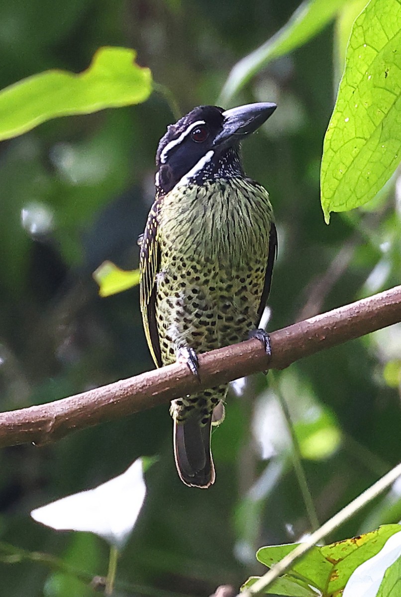 Hairy-breasted Barbet - ML609991322