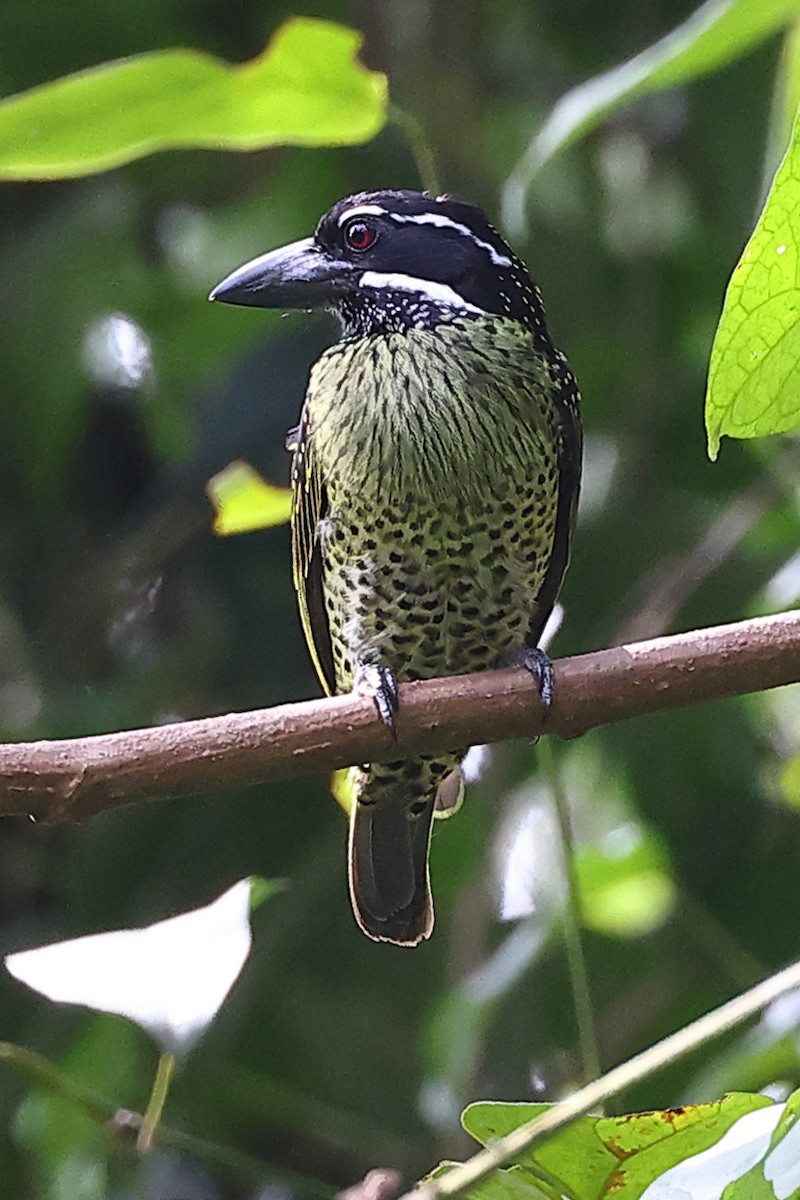 Hairy-breasted Barbet - ML609991340