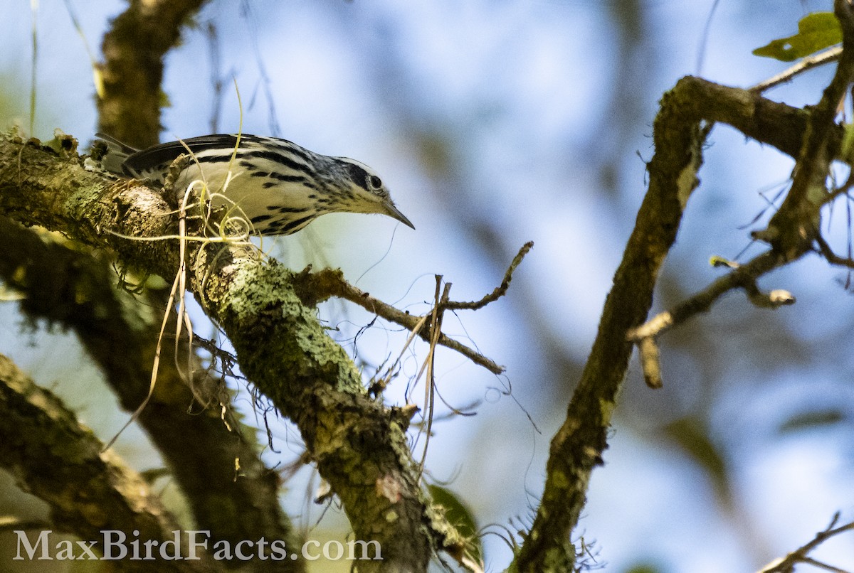 Black-and-white Warbler - ML609991343