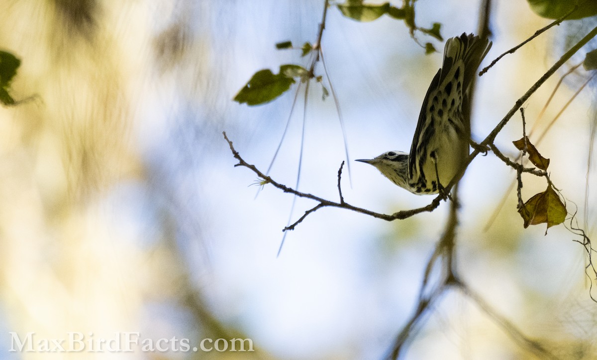 Black-and-white Warbler - ML609991344