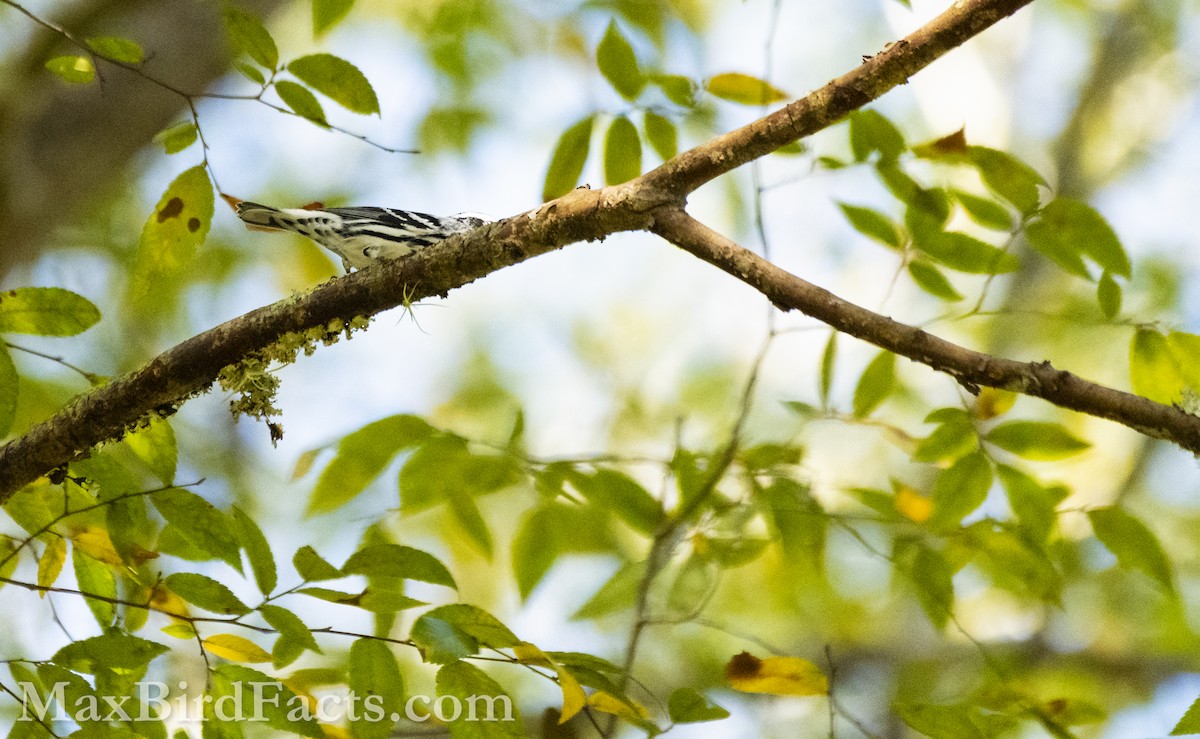 Black-and-white Warbler - ML609991349