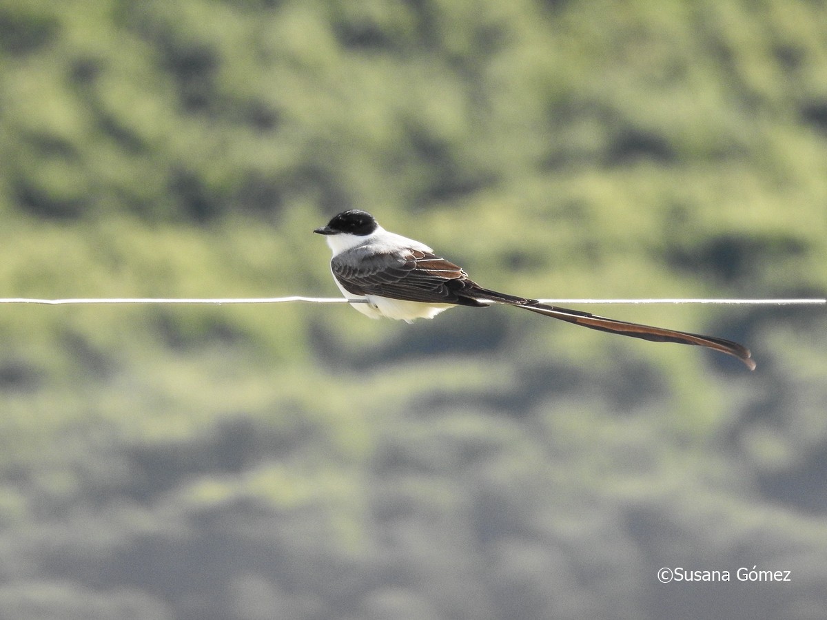 Fork-tailed Flycatcher - Susana Gómez