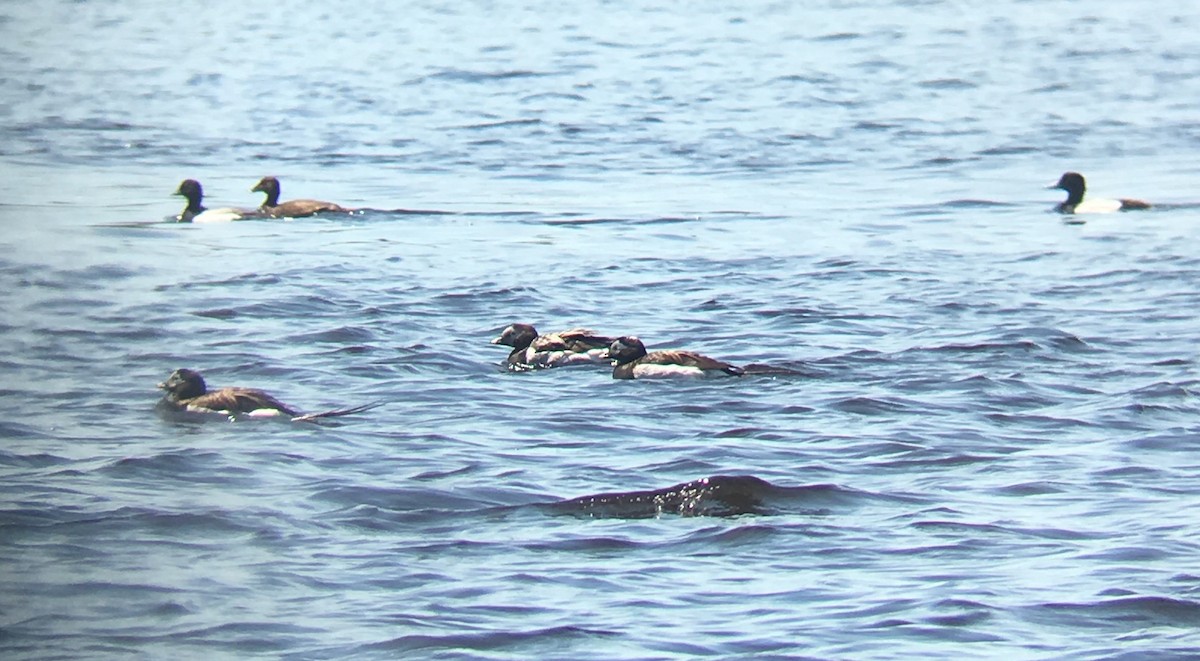 Long-tailed Duck - ML60999191