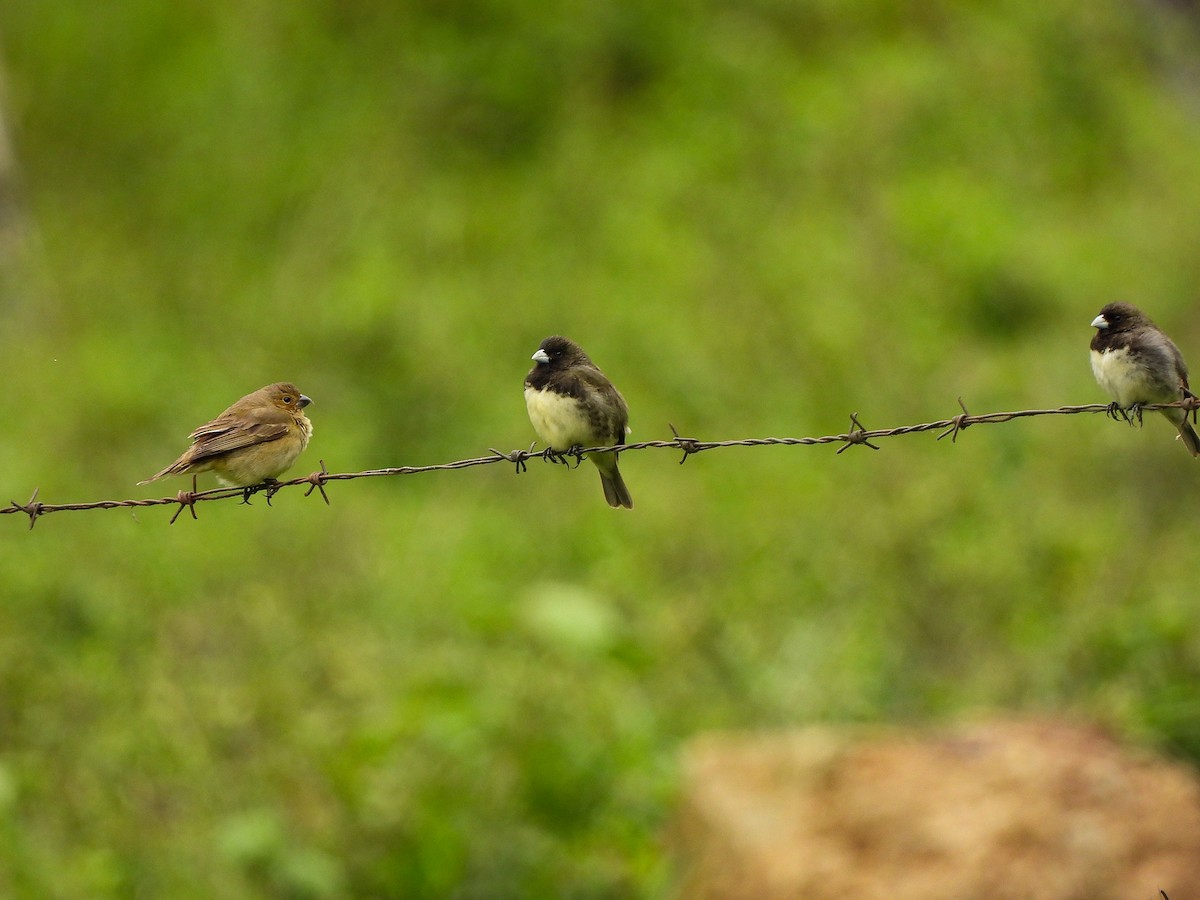Yellow-bellied Seedeater - ML609992037