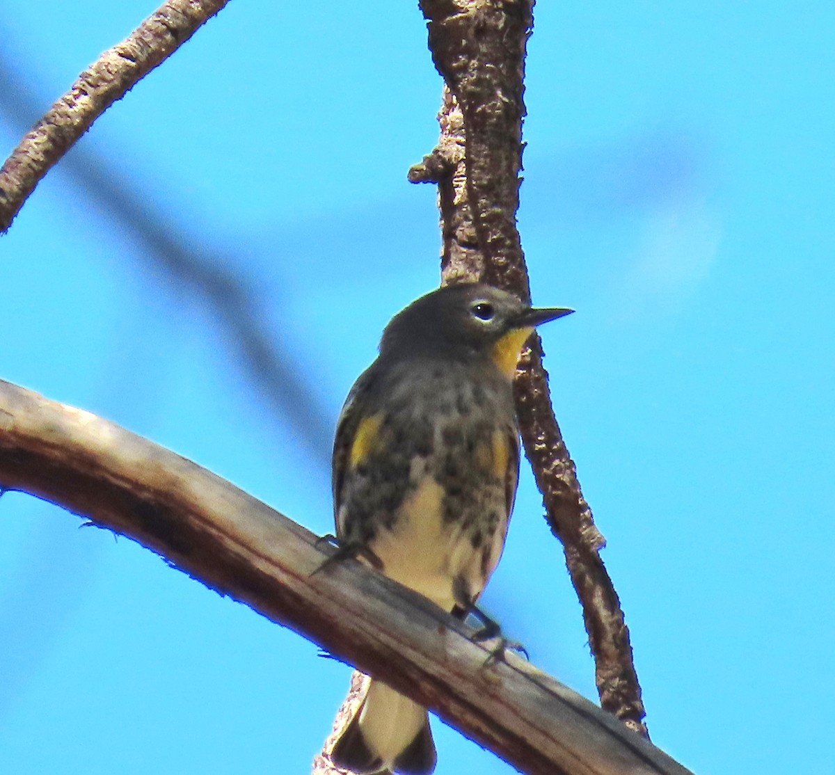 Yellow-rumped Warbler (Audubon's) - Merri R