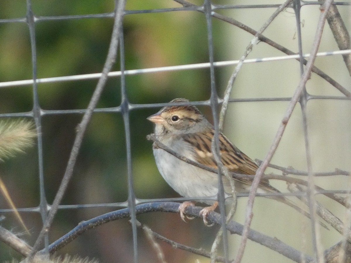 Chipping Sparrow - ML609992135