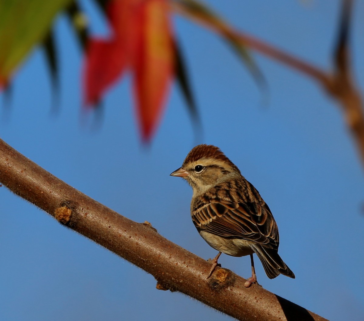 Chipping Sparrow - ML609992546