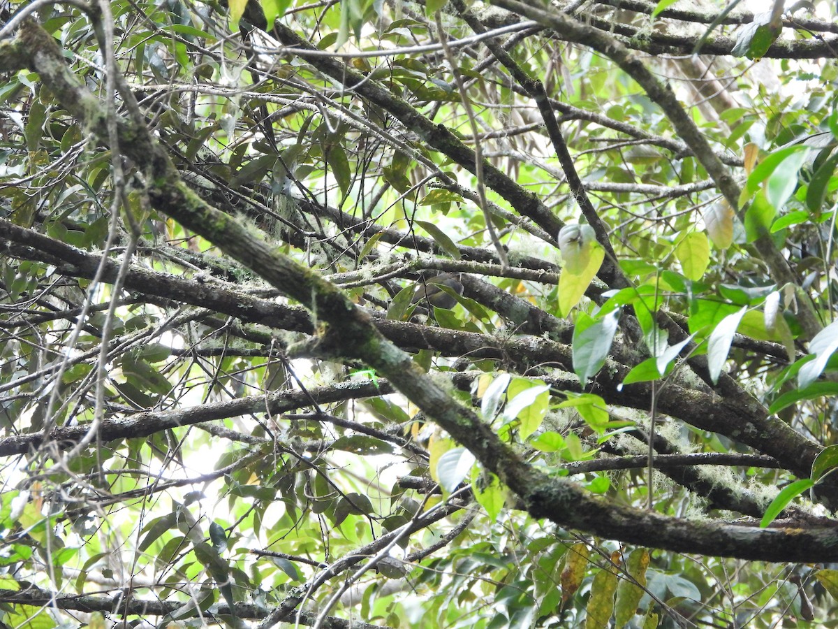Sulawesi Orman Islıkçısı - ML609992581