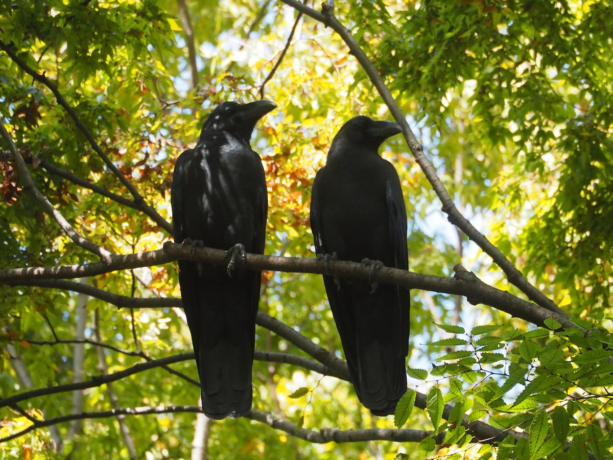 Large-billed Crow - ML609992582
