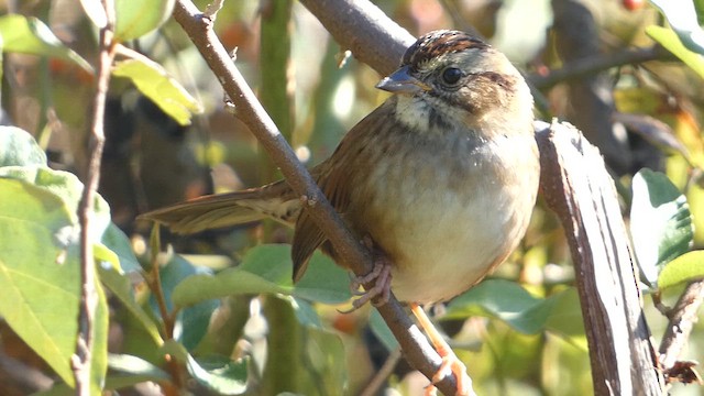 Swamp Sparrow - ML609992607