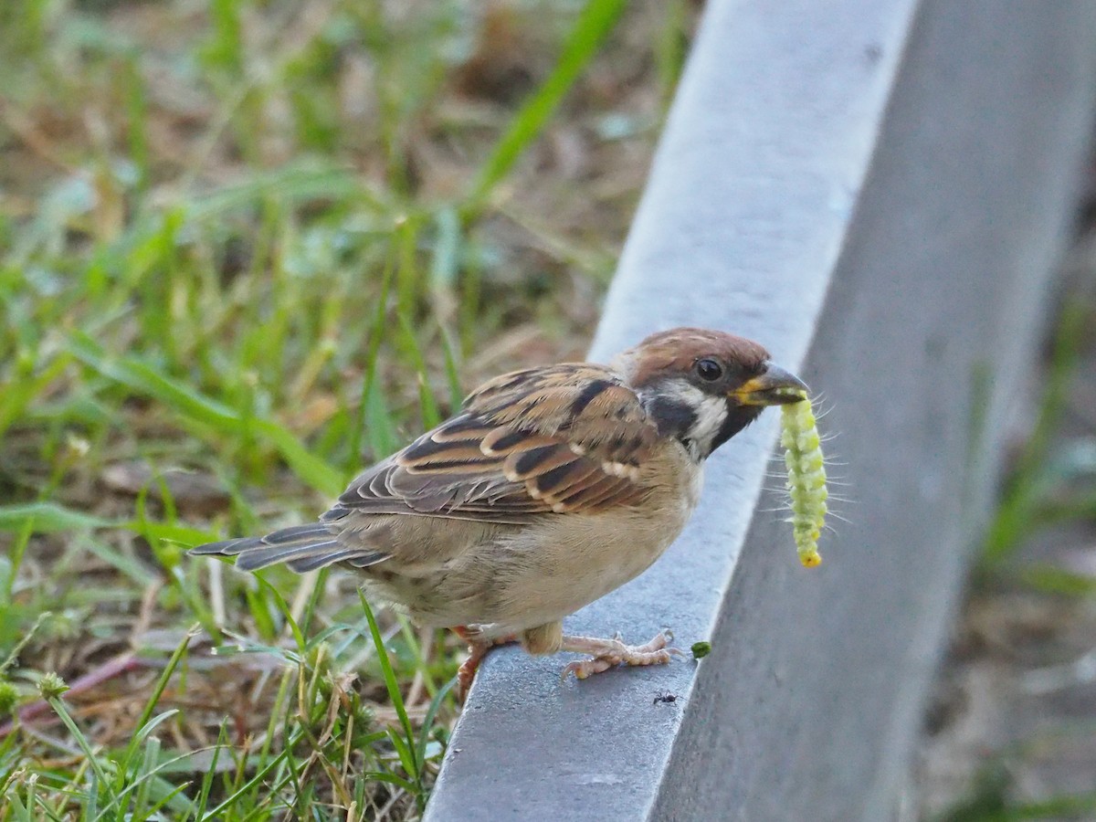 Eurasian Tree Sparrow - ML609992630