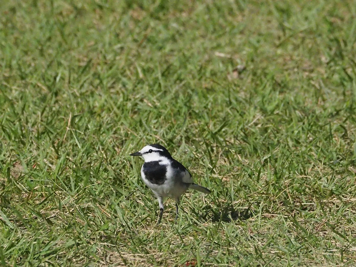 White Wagtail (Black-backed) - ML609992641