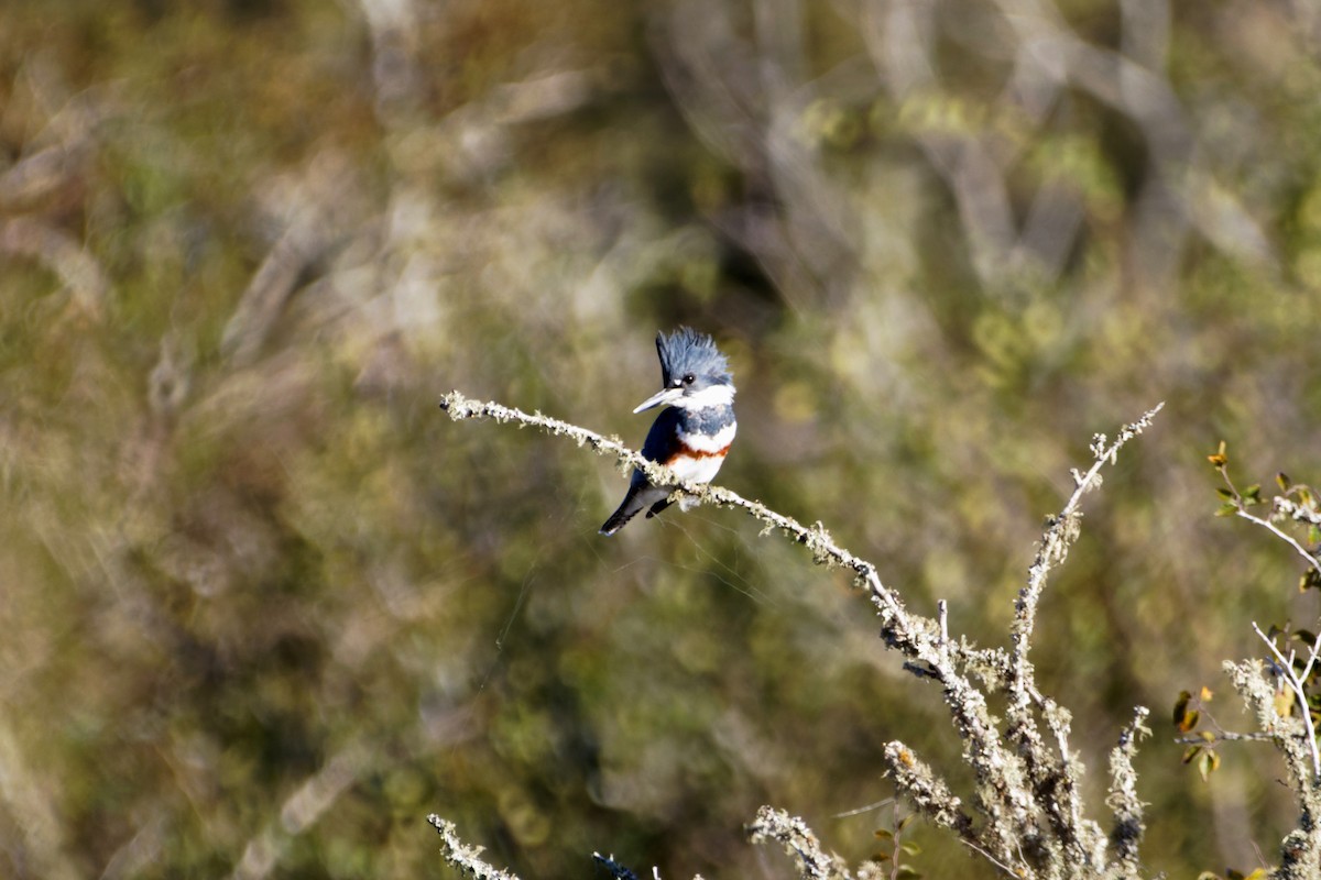 Belted Kingfisher - ML609992774