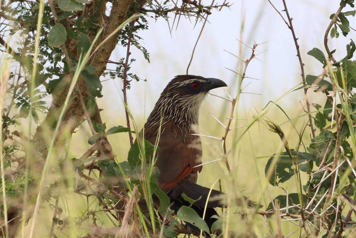 White-browed Coucal - ML609994242