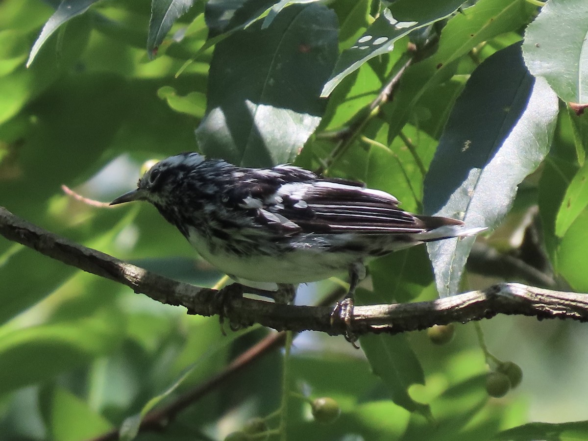 Black-and-white Warbler - ML609994552