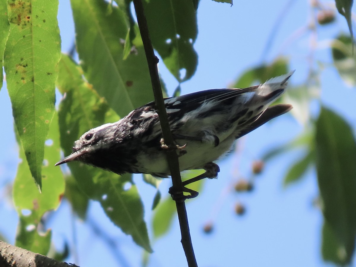 Black-and-white Warbler - ML609994553