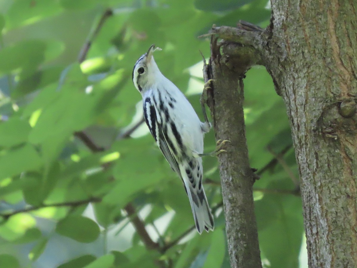 Black-and-white Warbler - ML609994558