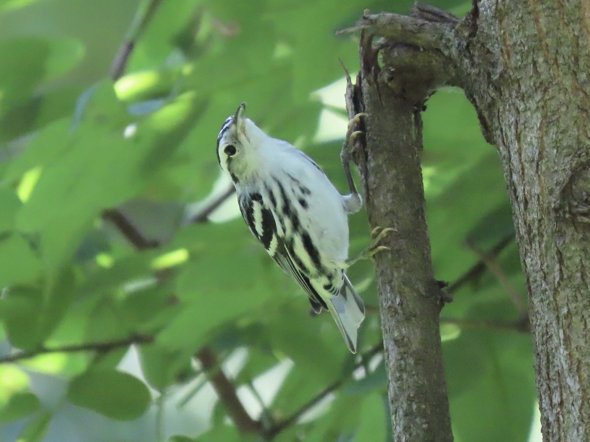 Black-and-white Warbler - ML609994560