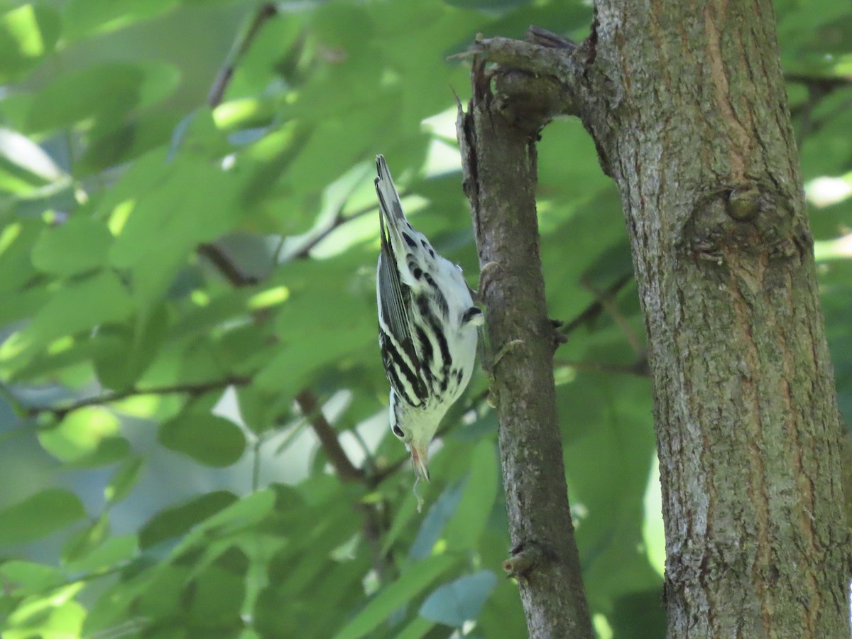 Black-and-white Warbler - ML609994577