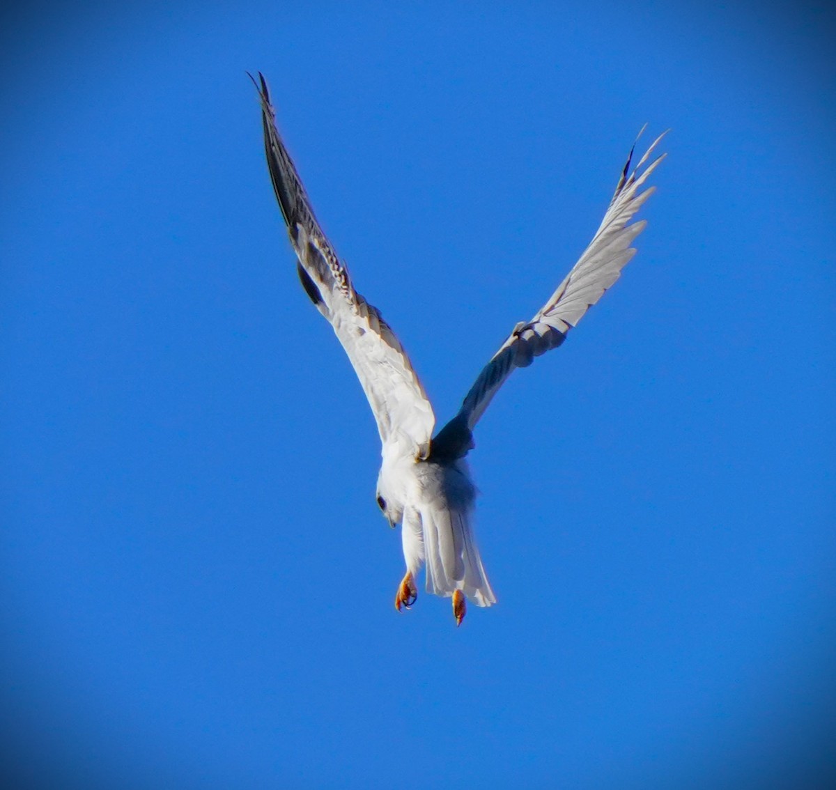 White-tailed Kite - ML609994915