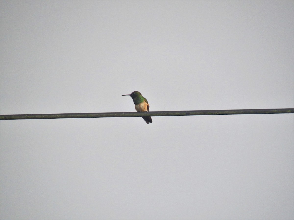 kolibřík kaštanovobřichý - ML609995100
