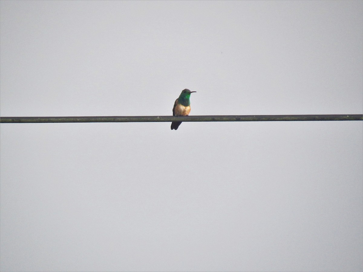 kolibřík kaštanovobřichý - ML609995108