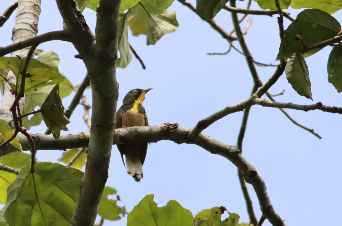 Yellow-throated Cuckoo - ML609995271