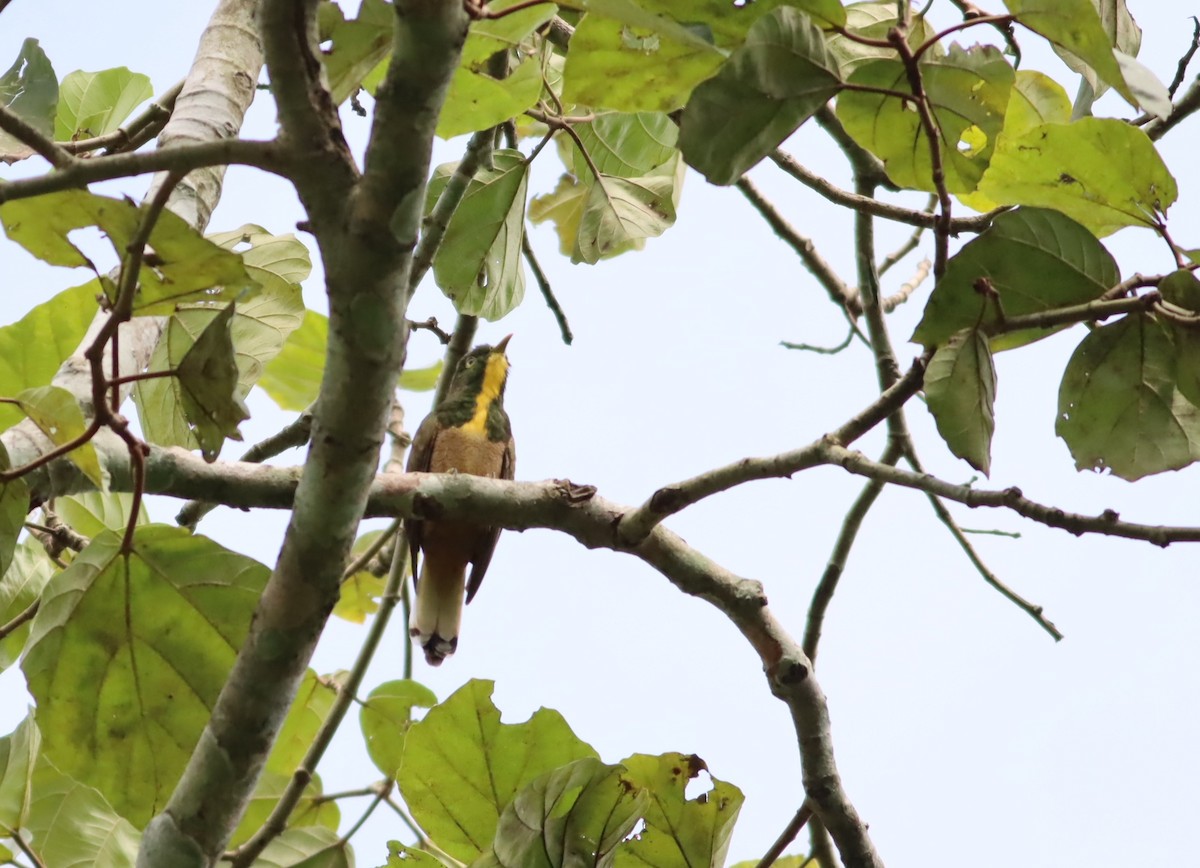 Yellow-throated Cuckoo - ML609995272