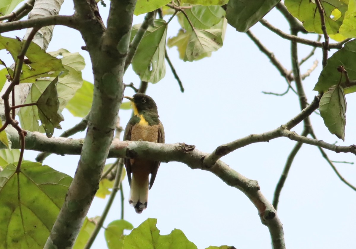 Yellow-throated Cuckoo - ML609995273
