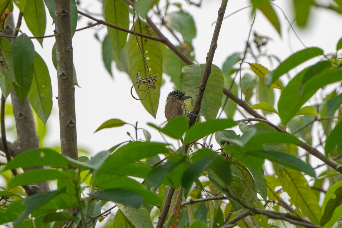 Bar-breasted Piculet - ML609995557