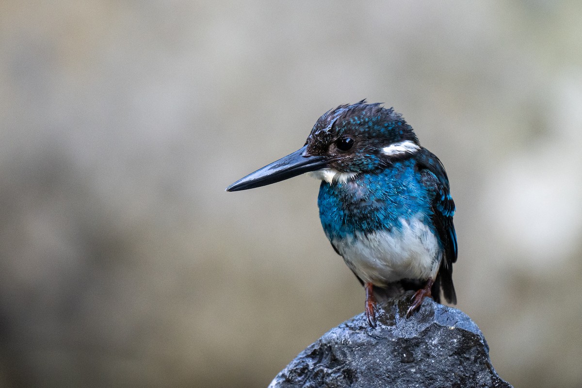 Javan Blue-banded Kingfisher - Forest Botial-Jarvis