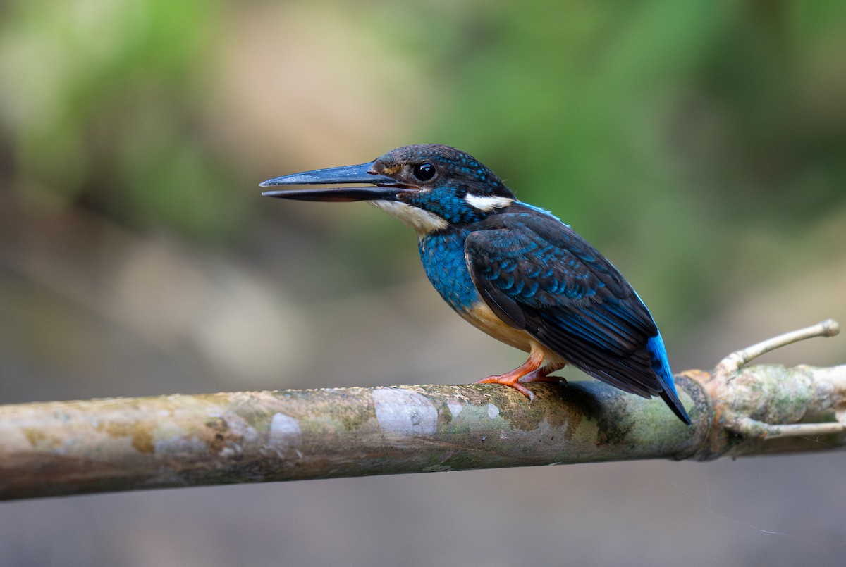 Javan Blue-banded Kingfisher - ML609996041