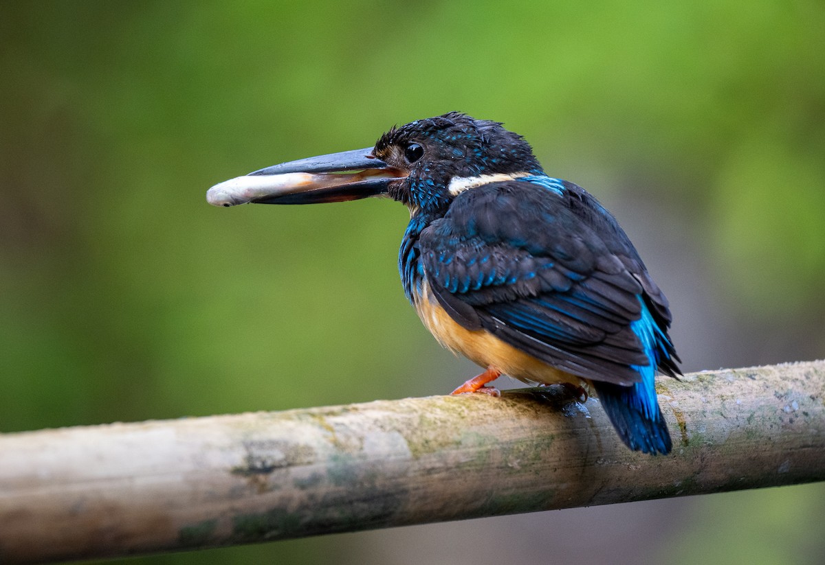 Javan Blue-banded Kingfisher - ML609996043