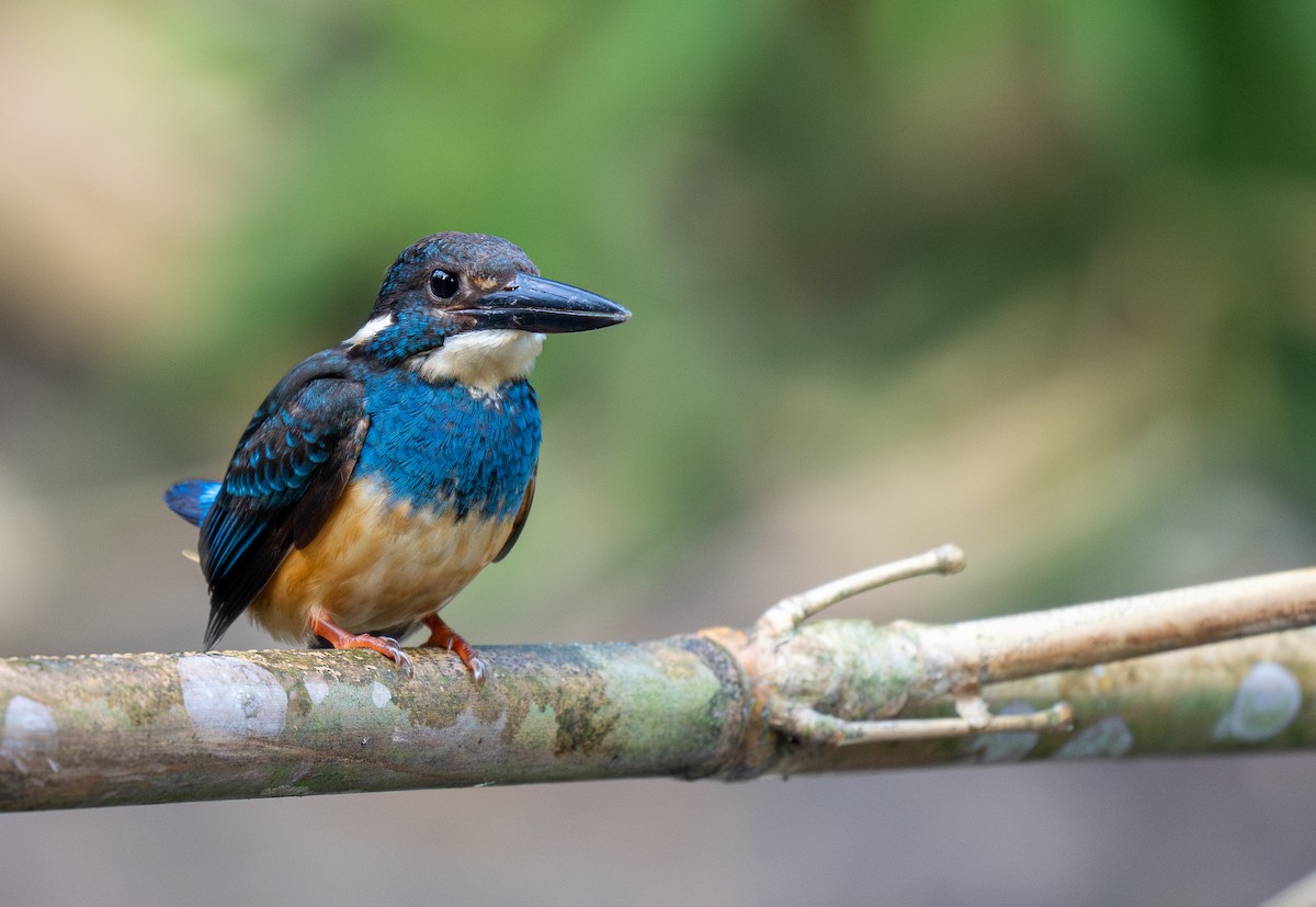 Javan Blue-banded Kingfisher - ML609996044