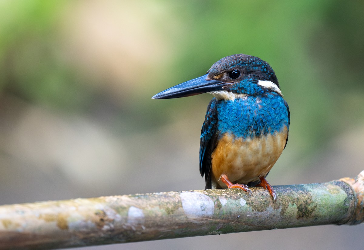 Javan Blue-banded Kingfisher - ML609996045