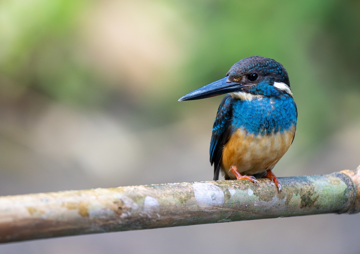 Javan Blue-banded Kingfisher - ML609996046