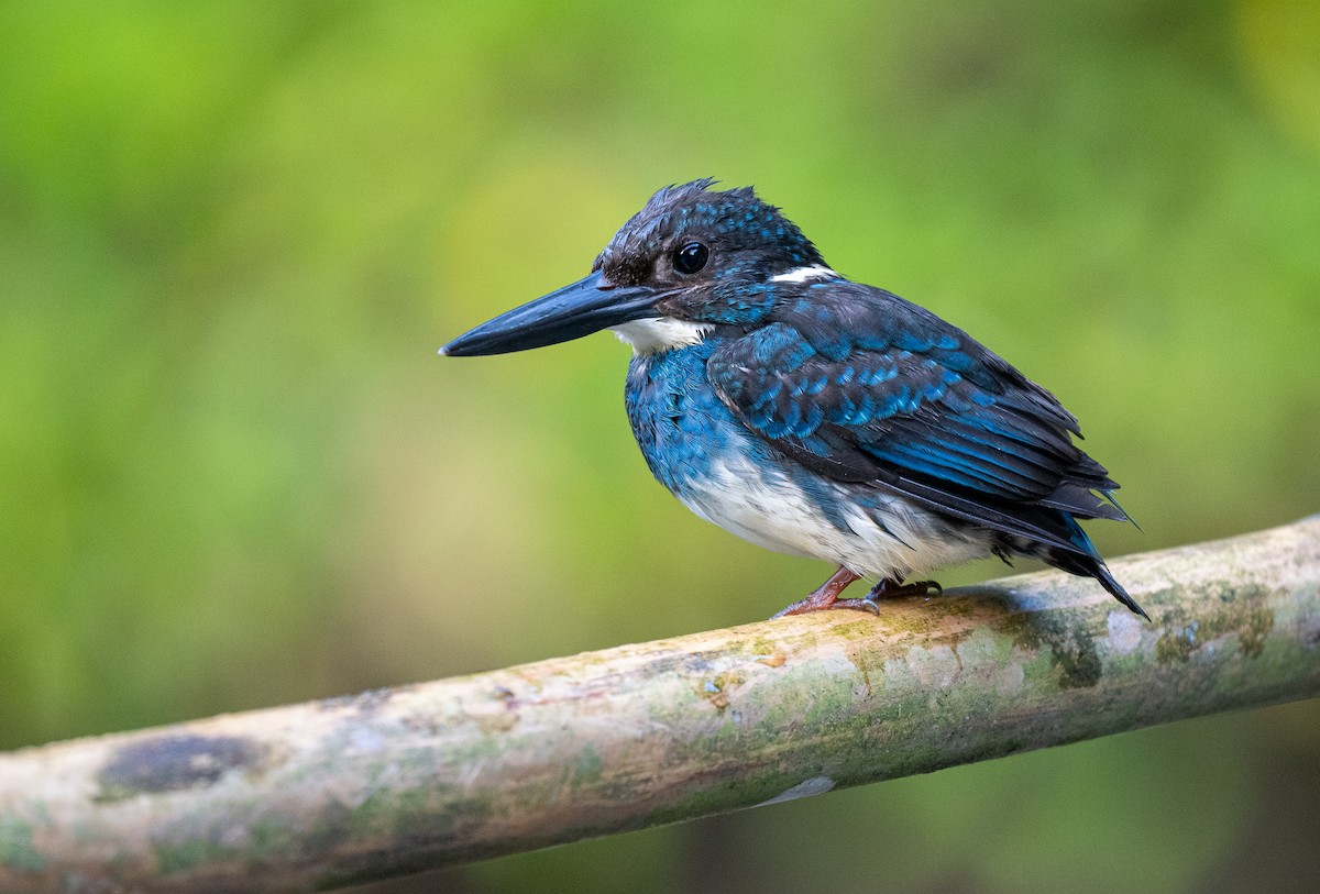 Javan Blue-banded Kingfisher - ML609996047
