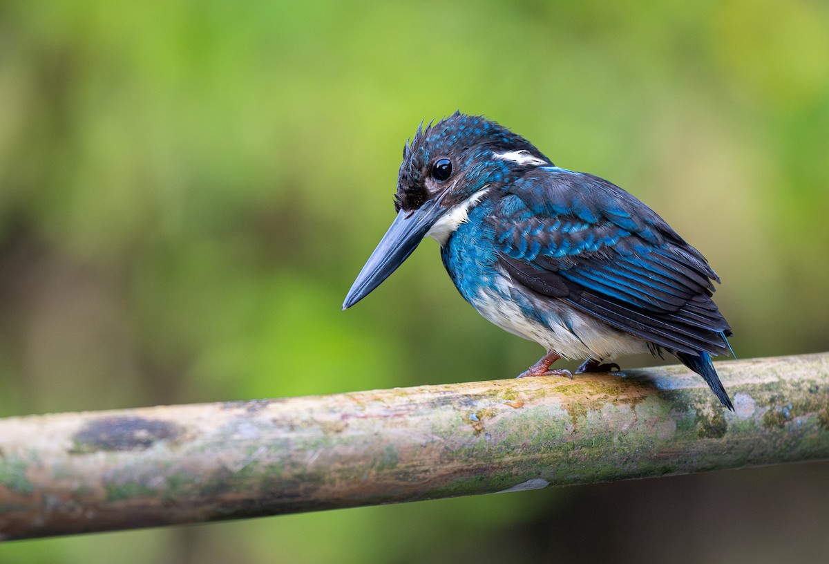 Javan Blue-banded Kingfisher - ML609996048