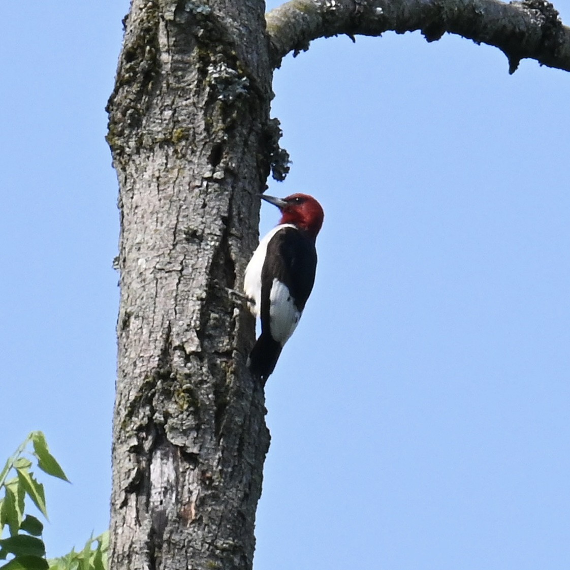 Red-headed Woodpecker - ML609996297