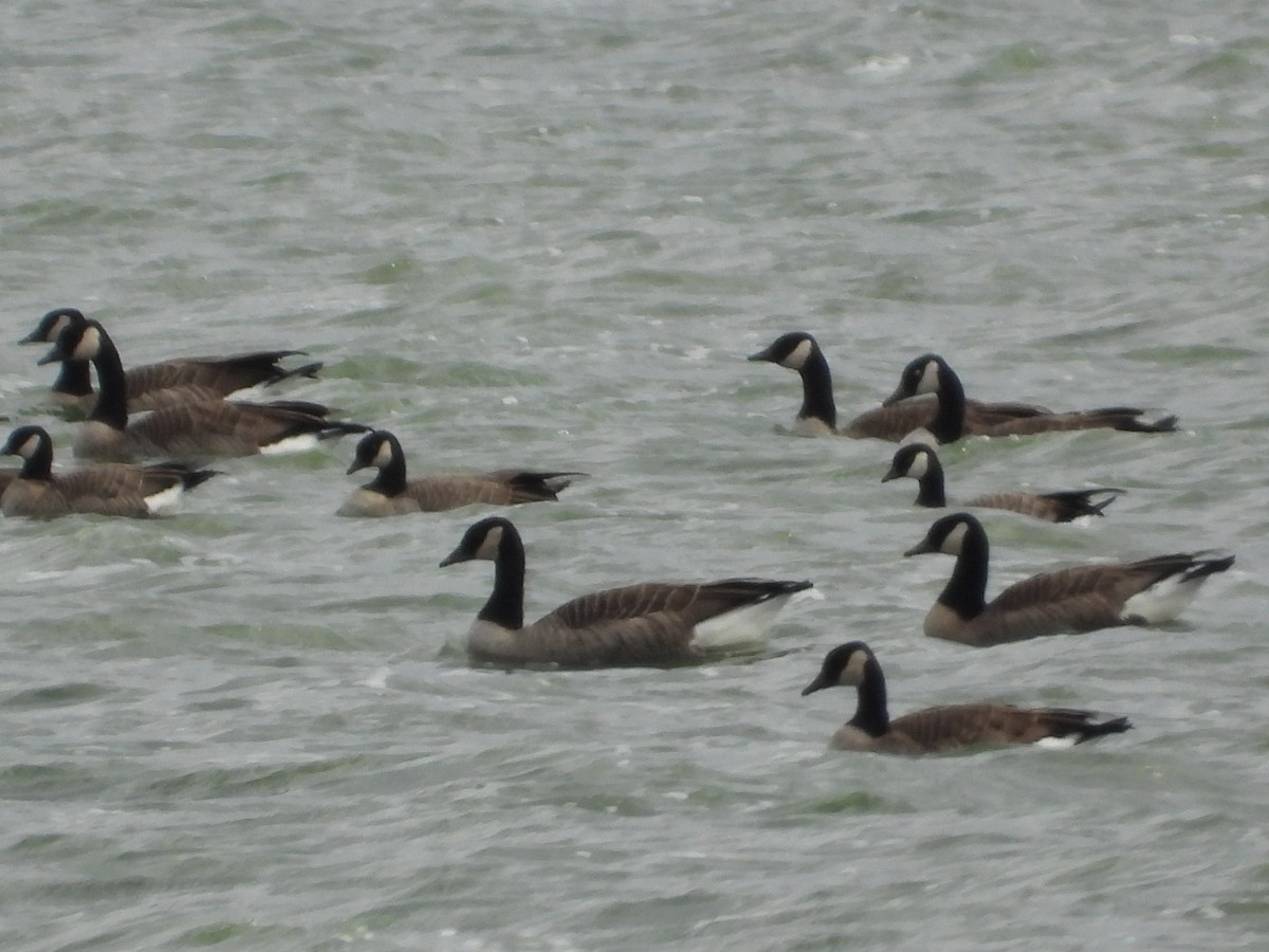 eBird Checklist - 15 Oct 2023 - Muskegon Wastewater System - 61 species