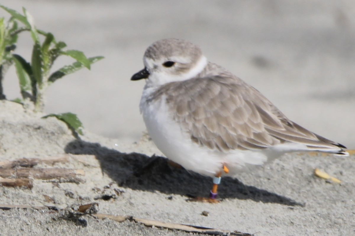 Piping Plover - ML609996926