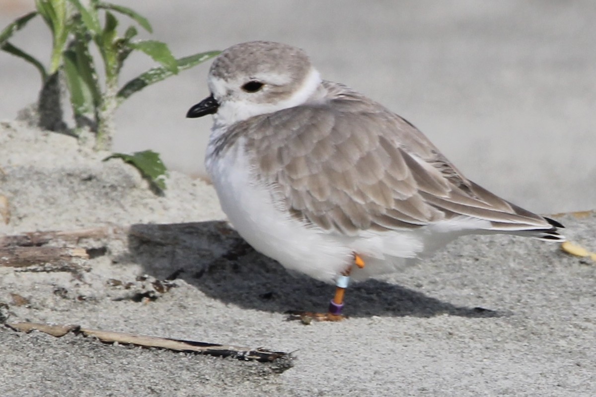 Piping Plover - ML609996927