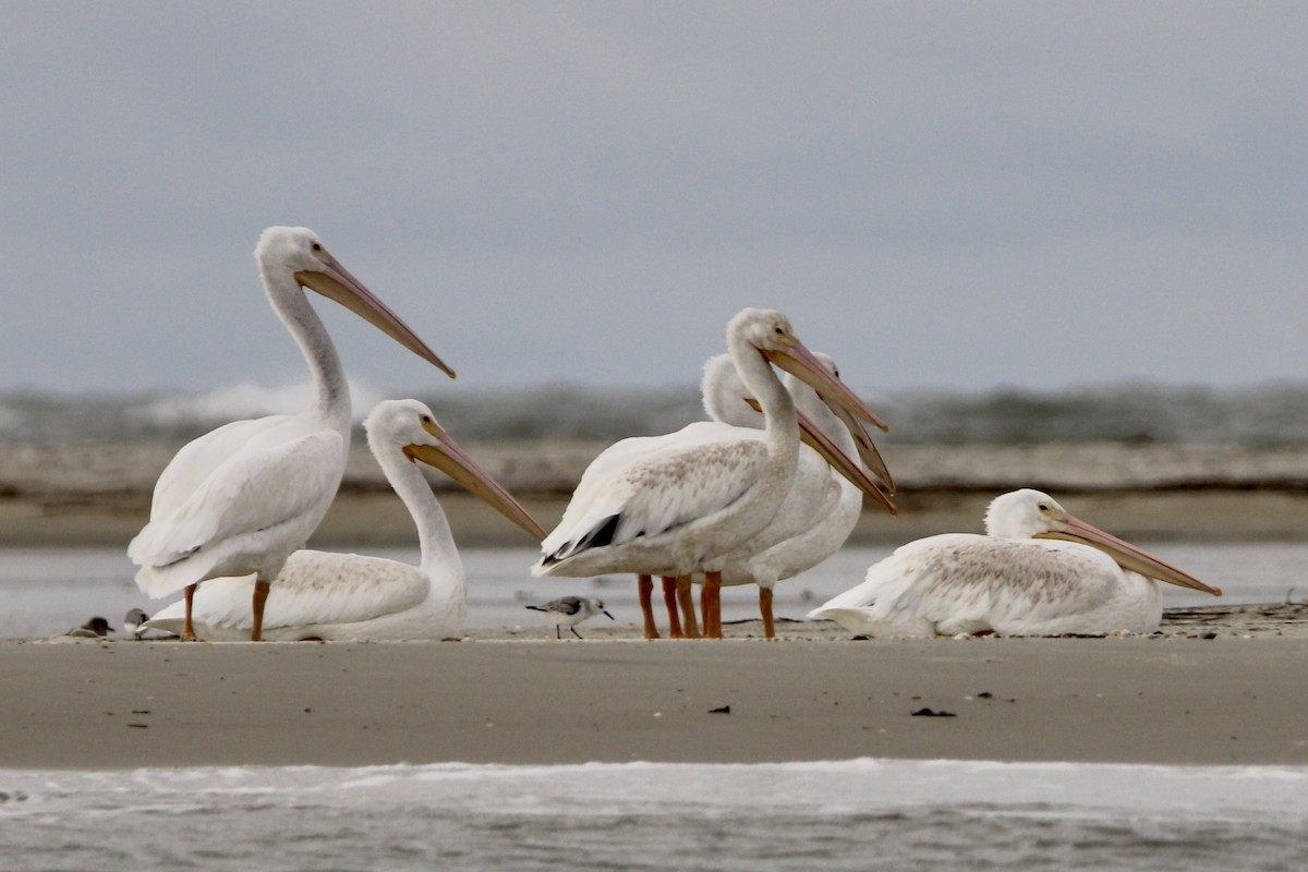 pelikán severoamerický - ML609997035